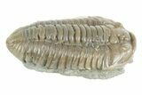 Prone Flexicalymene Trilobite - Mt Orab, Ohio #380330-1